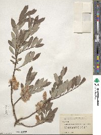 Salix bebbiana var. perrostrata image