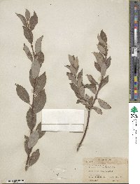 Salix bebbiana var. perrostrata image