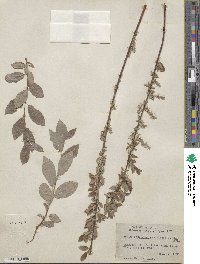 Salix bebbiana var. perrostrata image