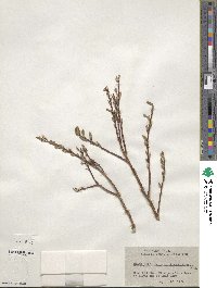 Salix bebbiana image