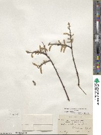 Salix bebbiana var. perrostrata image