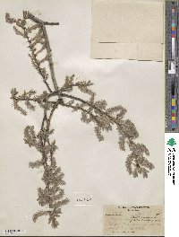 Salix bebbiana image