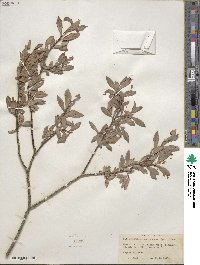 Salix bebbiana image