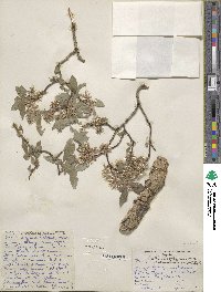 Salix bebbiana var. perrostrata image