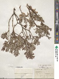 Salix bebbiana var. perrostrata image