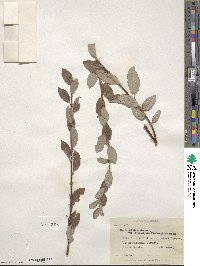 Salix bebbiana image