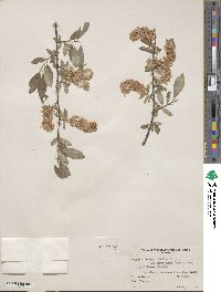 Salix bebbiana image