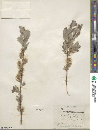 Salix bebbiana image