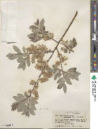 Salix bebbiana var. perrostrata image