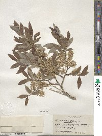 Salix bebbiana image