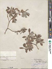 Salix bebbiana image