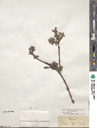 Salix bebbiana var. perrostrata image