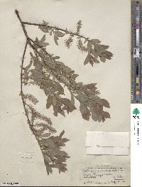 Salix bebbiana var. perrostrata image