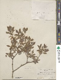 Salix bebbiana image