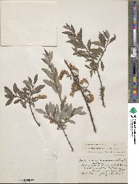 Salix bebbiana image