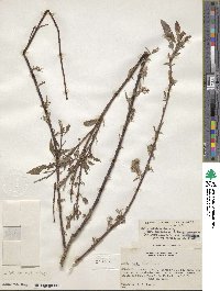 Salix bebbiana var. perrostrata image