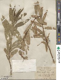 Salix bonplandiana image