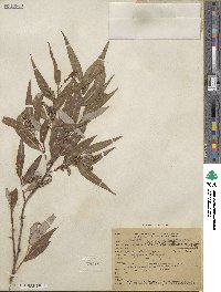 Salix bonplandiana image