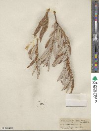 Salix bonplandiana image