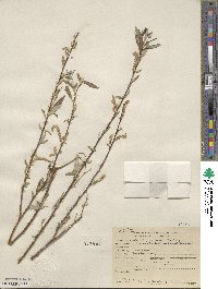 Salix bonplandiana image