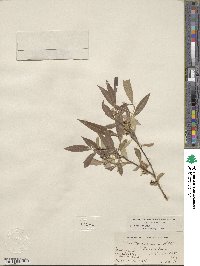 Salix bonplandiana image