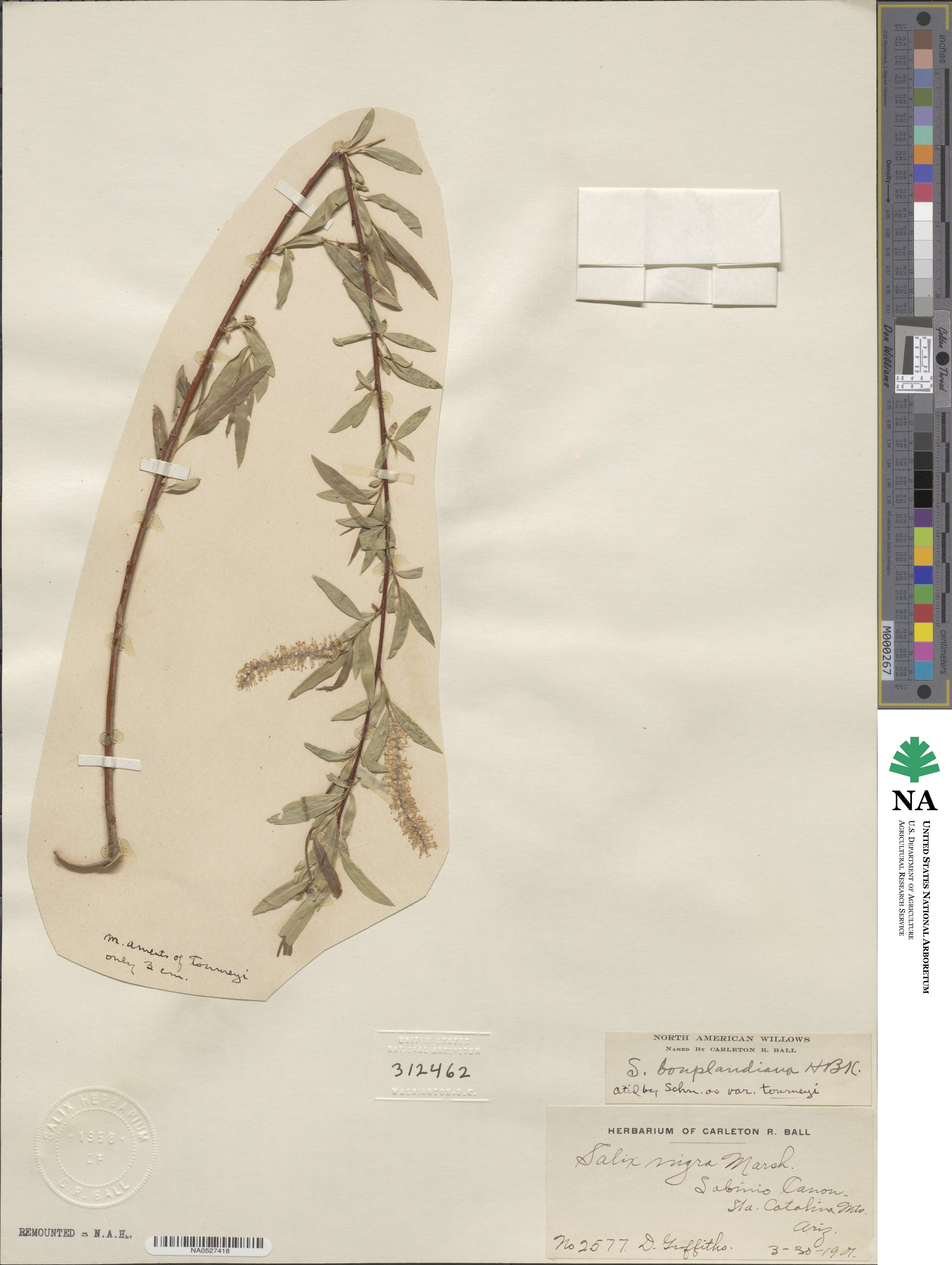 Salix bonplandiana image