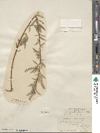 Salix bonplandiana image