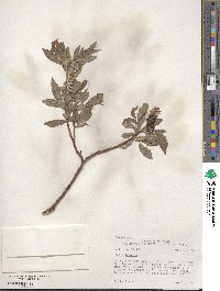 Salix boothii image