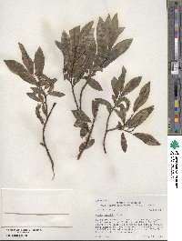 Salix boothii image