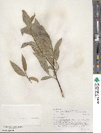 Salix boothii image