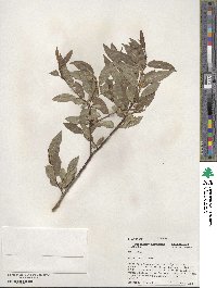 Salix boothii image