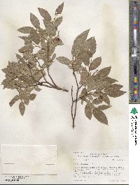 Salix boothii image