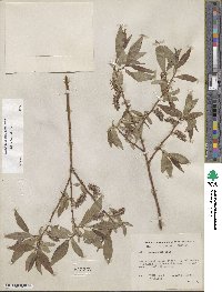 Salix boothii image