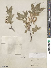 Salix boothii image