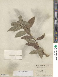 Salix boothii image