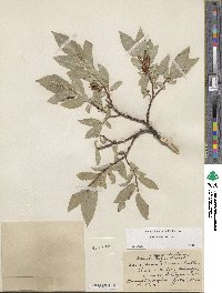 Salix boothii image