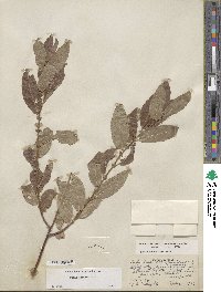 Salix boothii image