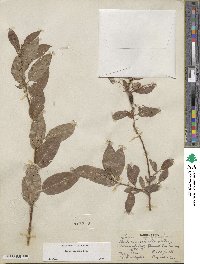 Salix boothii image