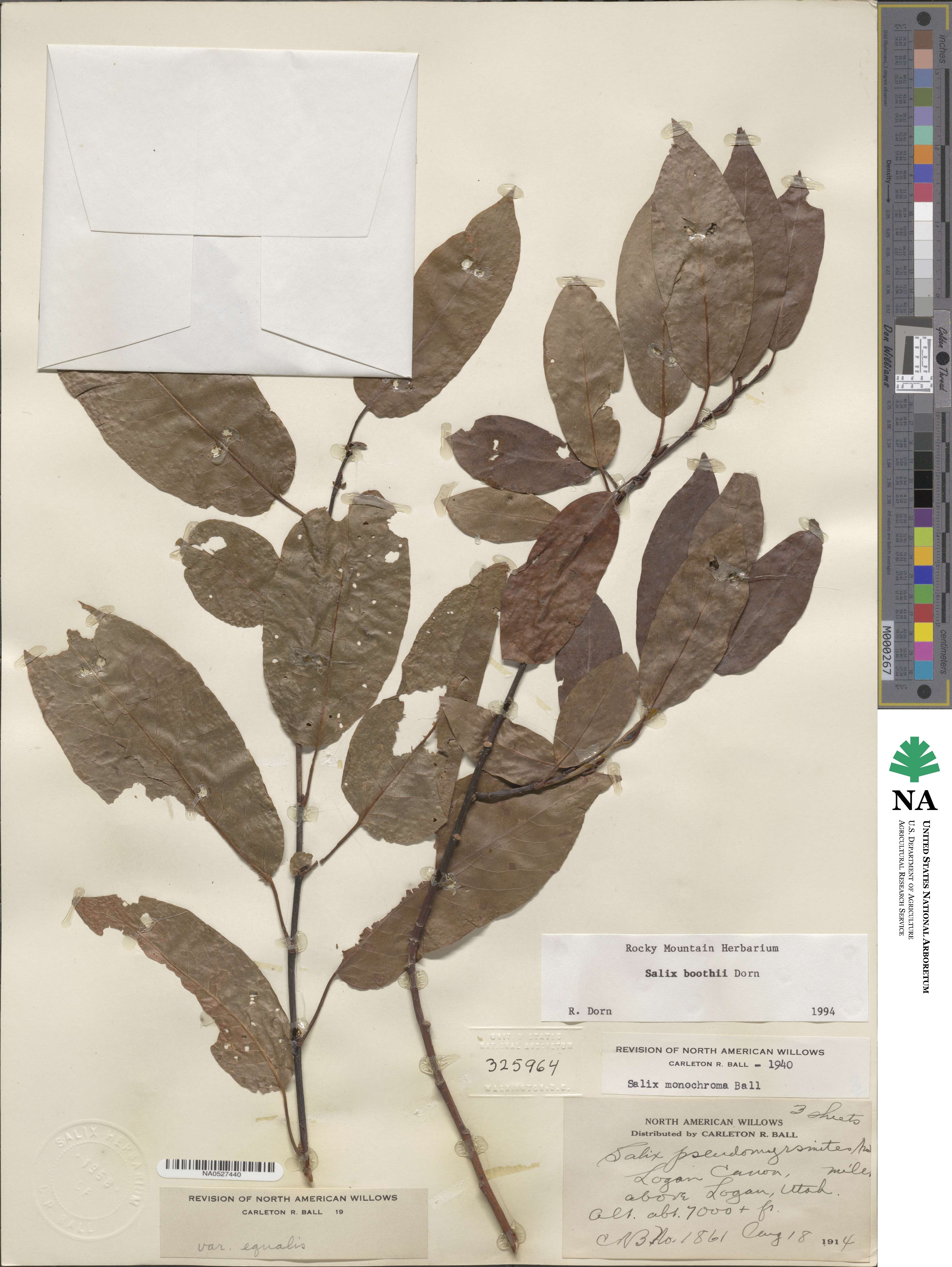Salix boothii image