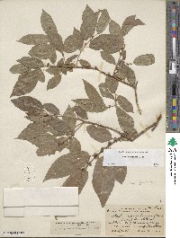 Salix boothii image