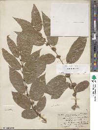 Salix boothii image