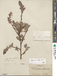 Salix boothii image