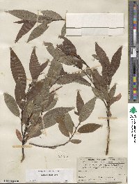 Salix boothii image