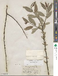 Salix boothii image