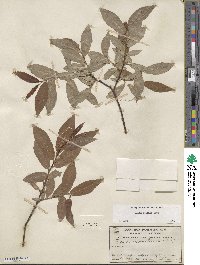 Salix boothii image