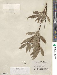 Salix boothii image