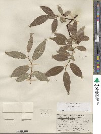 Salix boothii image