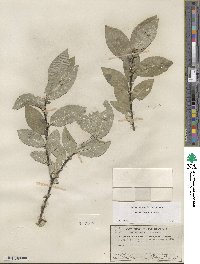 Salix boothii image