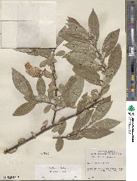 Salix boothii image