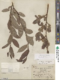 Salix boothii image